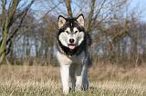 ALASKAN MALAMUTE 900